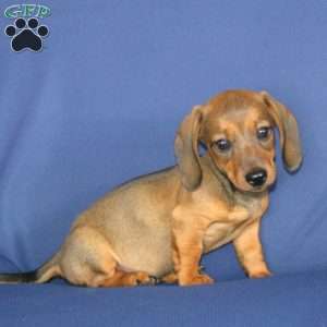 Will, Dachshund Puppy