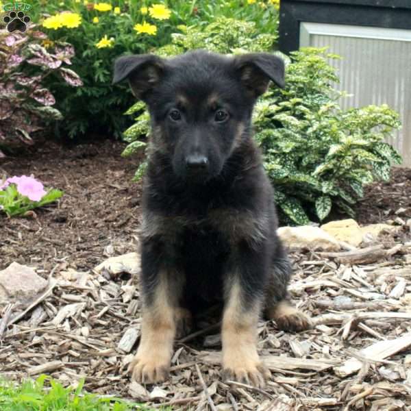 Willa, German Shepherd Puppy
