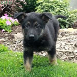 Willa, German Shepherd Puppy
