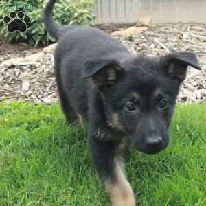 Willa, German Shepherd Puppy