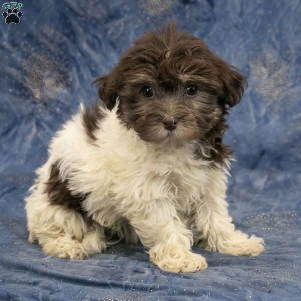 Willow, Havanese Puppy