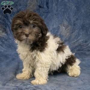 Willow, Havanese Puppy