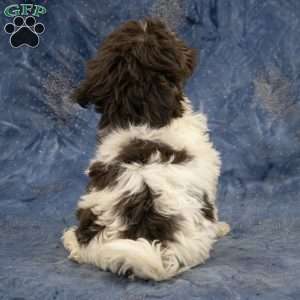 Willow, Havanese Puppy