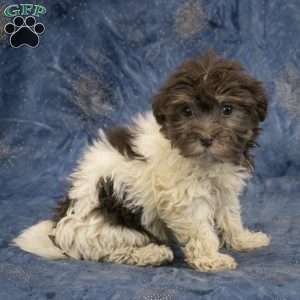 Willow, Havanese Puppy