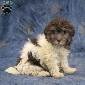 Willow, Havanese Puppy