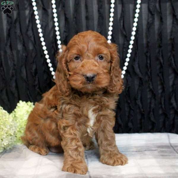 Willow, Cockapoo Puppy
