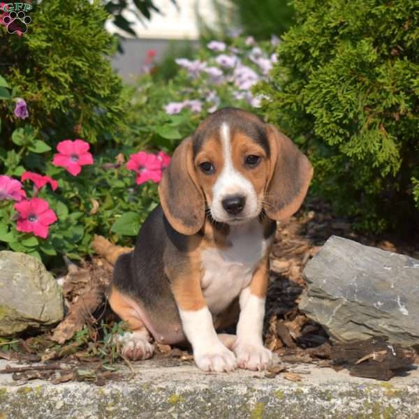 Willow, Beagle Puppy