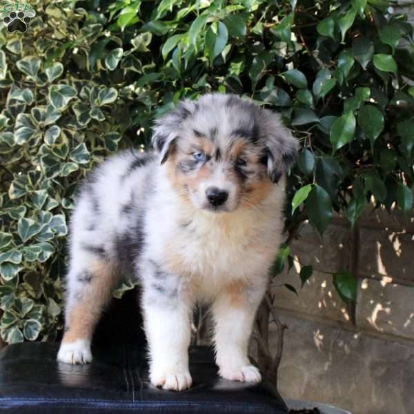 Willow, Australian Shepherd Puppy