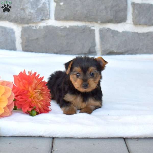 Willow, Yorkie Puppy