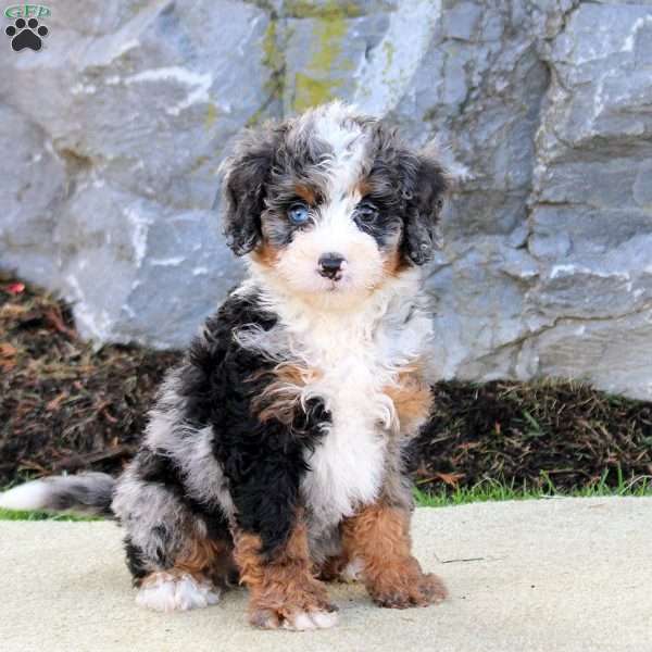 Willow, Mini Bernedoodle Puppy