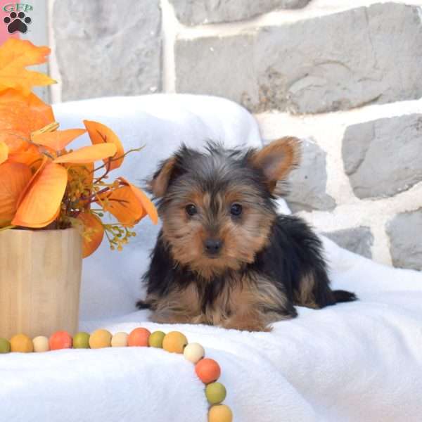 Willow, Yorkie Puppy