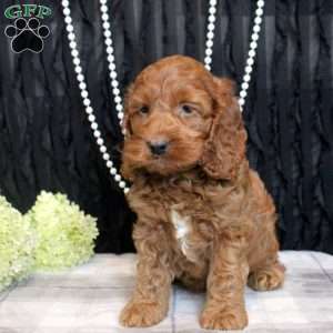 Willow, Cockapoo Puppy
