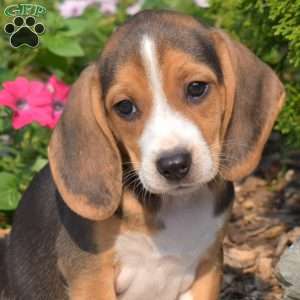 Willow, Beagle Puppy