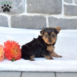 Willow, Yorkie Puppy
