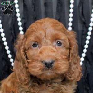 Willow, Cockapoo Puppy