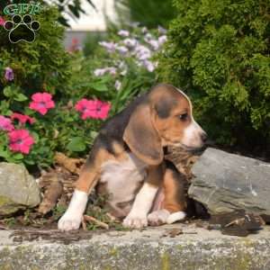 Willow, Beagle Puppy