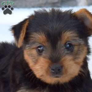 Willow, Yorkie Puppy
