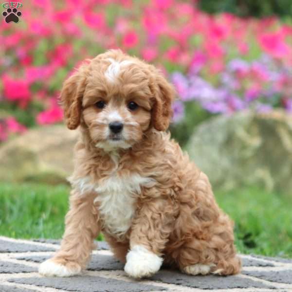 Willow, Cavapoo Puppy