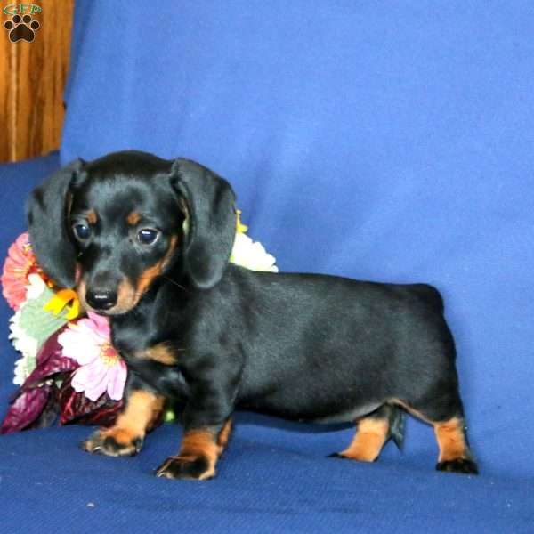 Willow, Dachshund Puppy
