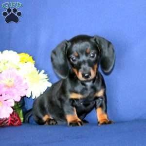 Willow, Dachshund Puppy