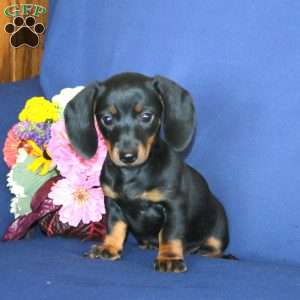 Willow, Dachshund Puppy