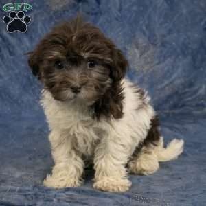 Willow, Havanese Puppy