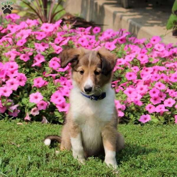 Wilmer, Sheltie Puppy