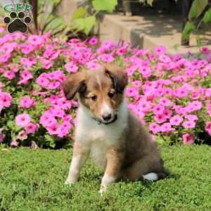 Wilmer, Sheltie Puppy