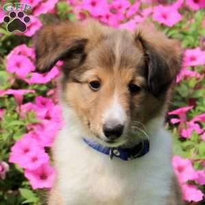 Wilmer, Sheltie Puppy