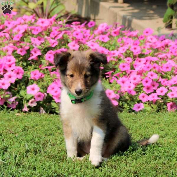 Wilson, Sheltie Puppy