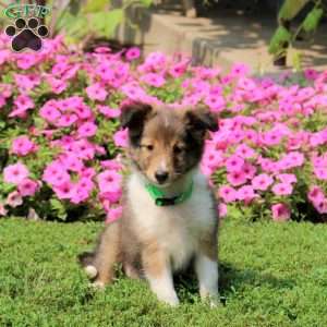 Wilson, Sheltie Puppy
