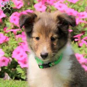 Wilson, Sheltie Puppy