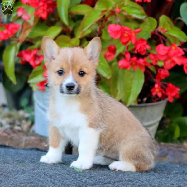 Winner, Pembroke Welsh Corgi Puppy