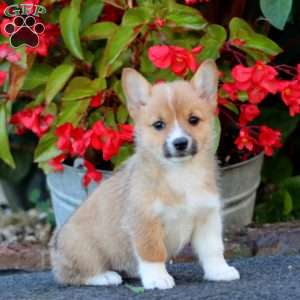 Winner, Pembroke Welsh Corgi Puppy