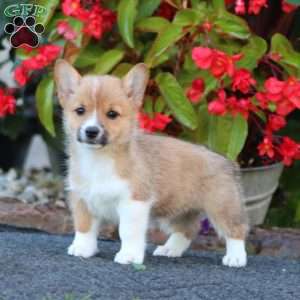 Winner, Pembroke Welsh Corgi Puppy