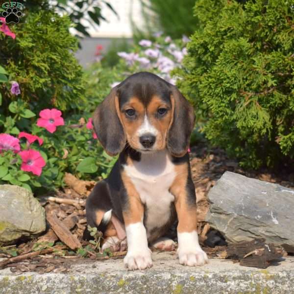Winnie, Beagle Puppy