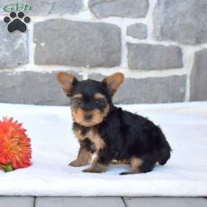 Winnie, Yorkie Puppy