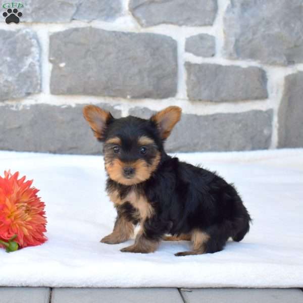 Winnie, Yorkie Puppy