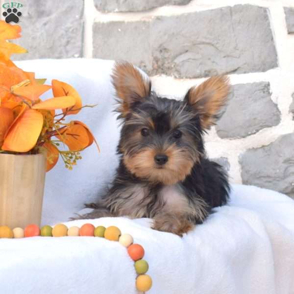 Winnie, Yorkie Puppy