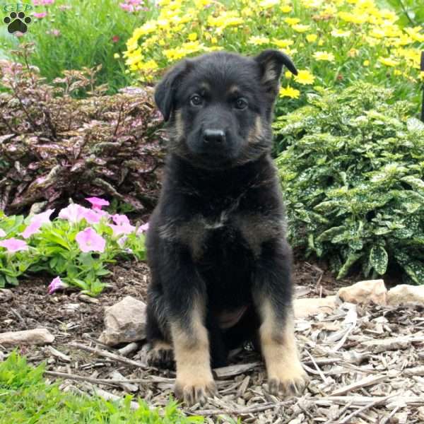 Winnie, German Shepherd Puppy