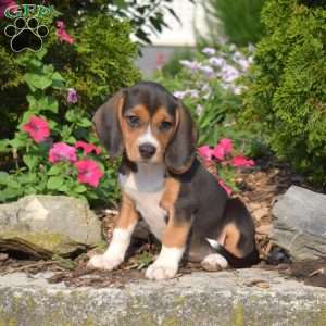 Winnie, Beagle Puppy