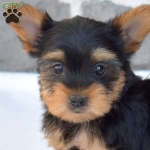 Winnie, Yorkie Puppy