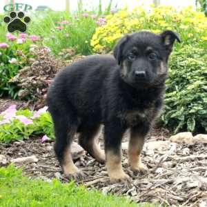 Winnie, German Shepherd Puppy