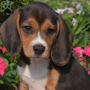 Winnie, Beagle Puppy