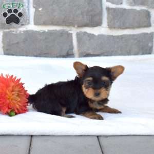 Winnie, Yorkie Puppy