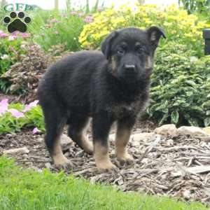 Winnie, German Shepherd Puppy