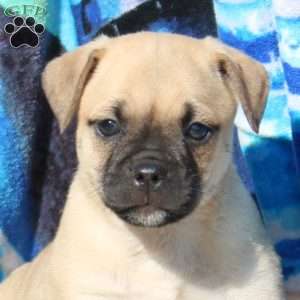 Winnie The Pooh, Jug Puppy
