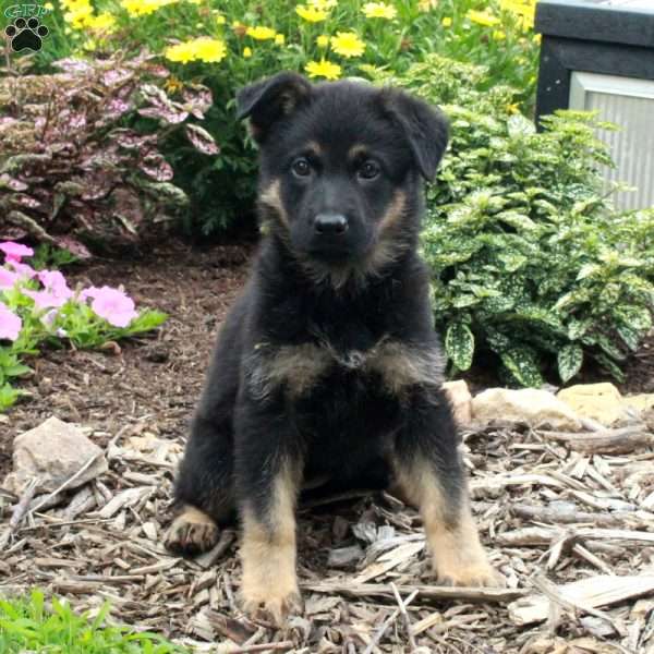 Winona, German Shepherd Puppy