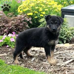Winona, German Shepherd Puppy