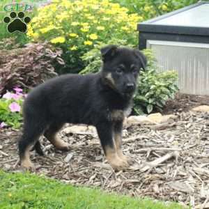 Winona, German Shepherd Puppy